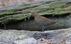 Rallina eurizonoides