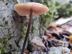 Fungi