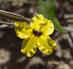 Goodenia rotundifolia