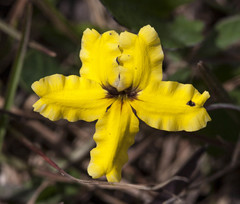 Goodenia rotundifolia