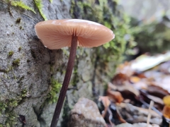 Fungi