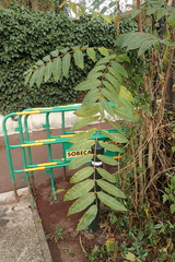 Ailanthus altissima