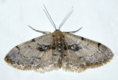 Idaea laevigata