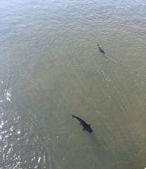 Steindachneridion melanodermatum