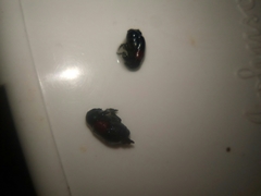 Saxinis saucia