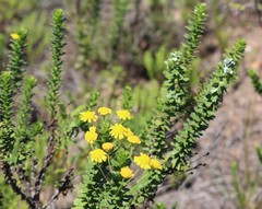 Euryops algoensis