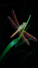 Brachythemis contaminata