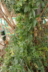 Passiflora caerulea