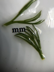 Ceratophyllum echinatum