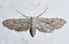 Idaea longaria