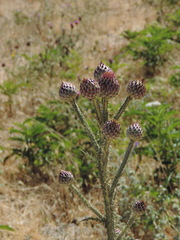 Onopordum illyricum illyricum