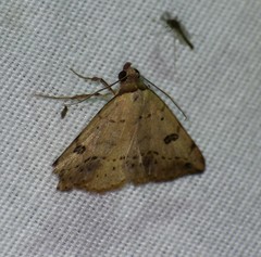 Hemeroplanis floccalis