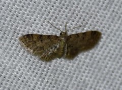 Idaea pervertipennis