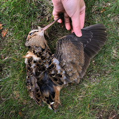 Scolopax minor