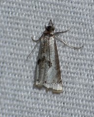 Microcrambus croesus