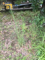 Andropogon virginicus