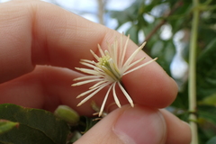 Clematis vitalba