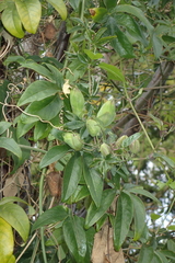 Passiflora caerulea