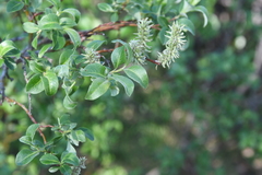 Salix phylicifolia