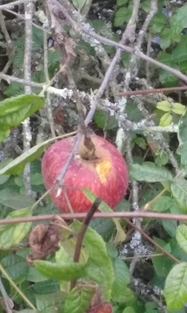 apple-from-115-135-laguna-honda-blvd-san-francisco-ca-94131-usa-on