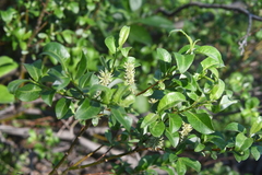 Salix phylicifolia