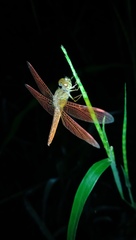 Brachythemis contaminata
