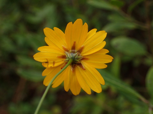 Image of Coreopsis linifolia by no rights reserved