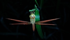 Brachythemis contaminata