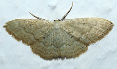 Idaea litigiosaria