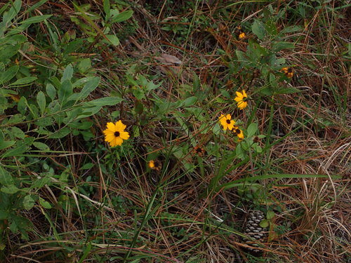 Image of Coreopsis linifolia by no rights reserved