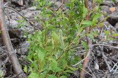 Salix phylicifolia