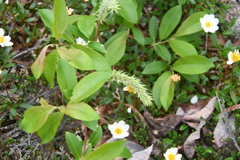 Salix phylicifolia