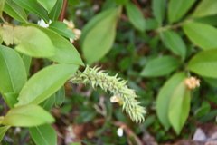 Salix phylicifolia