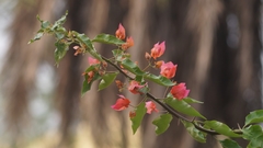 Bougainvillea spectabilis