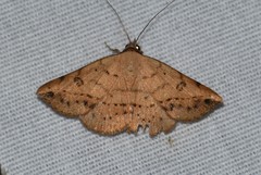 Hemeroplanis floccalis