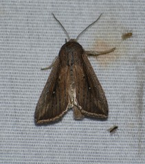 Leucania subpunctata