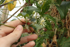 Clematis vitalba