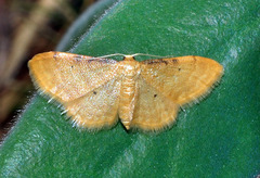 Idaea lutulentaria