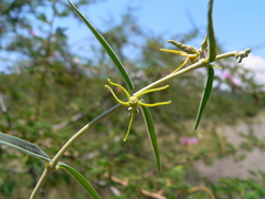 Fockea angustifolia