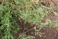 Chenopodium album