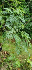 Miconia bicolor