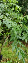 Miconia bicolor