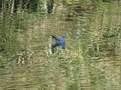 Chroicocephalus ridibundus