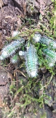 Pfeiffera ianthothele