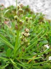 Chamorchis alpina