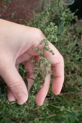 Chenopodium album
