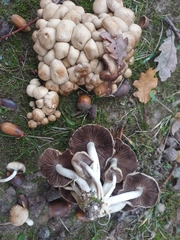 Britzelmayria multipedata