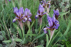 Iris glaucescens