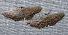Idaea mediaria