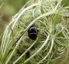 Corimelaena lateralis